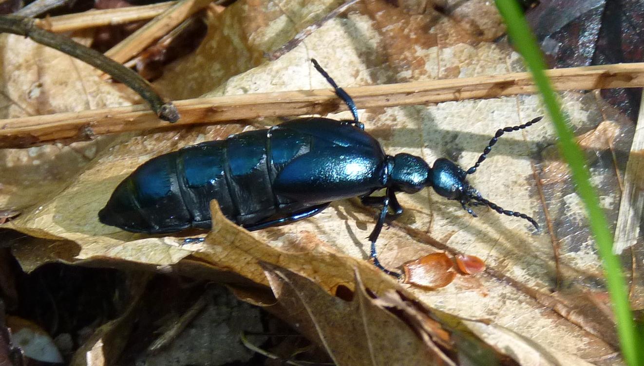 Femmina di Meloe cfr violaceus